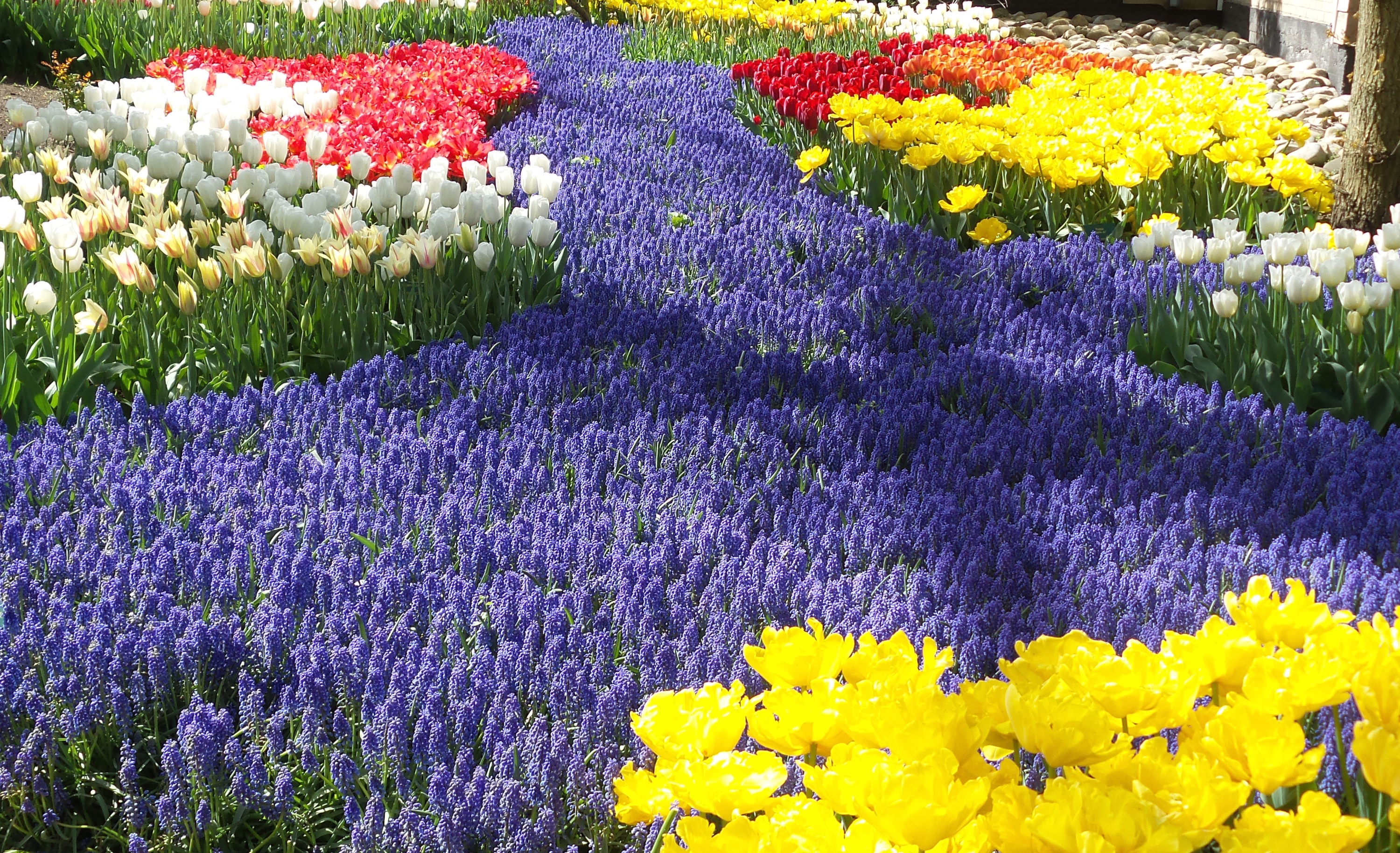 2014-04-17 Holland Tulips 64.jpg